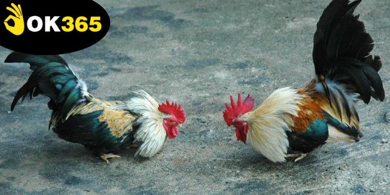 Mẹo Đá Gà Thắng Lớn - Khám Phá Nghệ Thuật Chơi Hiệu Quả 4 Chọn gà đúng kỹ thuật là mẹo đá gà thắng lớn giúp tăng khả năng thắng lớn.